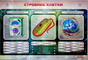 Стенды для кабинета биологии - «globural.ru» - Сочи