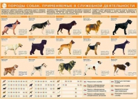 Комплект плакатов "Кинология" - «globural.ru» - Сочи