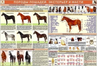 Комплект плакатов "Служебное коневодство" - «globural.ru» - Сочи