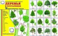 Демонстрационные карточки "Деревья и кустарники" - «globural.ru» - Сочи