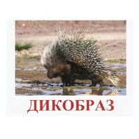 Карточки Домана "Дикие животные-3" - «globural.ru» - Сочи