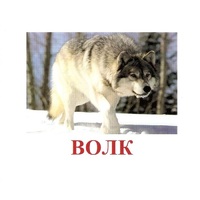 Карточки Домана "Дикие животные-1" - «globural.ru» - Сочи