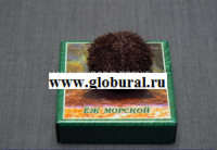Сухой препарат "Еж морской" - «globural.ru» - Сочи