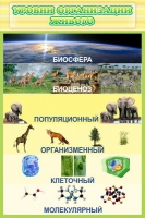 Стенд "Уровни организации живого" - «globural.ru» - Сочи