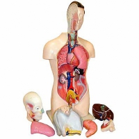 Торс человека разборный (42 см.) - «globural.ru» - Сочи