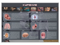 Стенд "Курение" (вариант 1) - «globural.ru» - Сочи