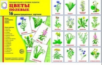 Демонстрационные карточки "Цветы полевые" - «globural.ru» - Сочи