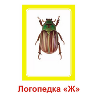 Логопедка "Ж" (логопедические карточки) - «globural.ru» - Сочи