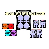 Модель-аппликация "Биосинтез белка" (ламинированная) - «globural.ru» - Сочи