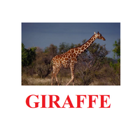 "Wild Animals-1" ("Дикие животные-1") английские карточки Домана - «globural.ru» - Сочи