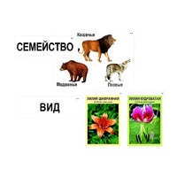 Модель-аппликация "Классификация растений и животных" (ламинированная) - «globural.ru» - Сочи
