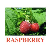 "Berries-1" ("Ягоды-1") английские карточки Домана - «globural.ru» - Сочи