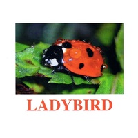 "Insects" ("Насекомые") английские карточки Домана - «globural.ru» - Сочи