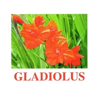 "Flowers-1" ("Цветы-1") английские карточки Домана - «globural.ru» - Сочи