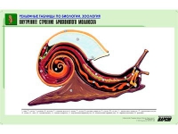 Рельефная таблица "Внутреннее строение брюхоногого моллюска" (формат А1, матовое ламинир.) - «globural.ru» - Сочи