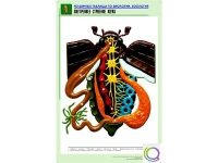 Рельефная таблица "Внутреннее строение жука" (формат А1, матовое ламинир.) - «globural.ru» - Сочи
