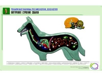 Рельефная таблица "Внутреннее строение собаки" (формат А1, матовое ламинир.) - «globural.ru» - Сочи