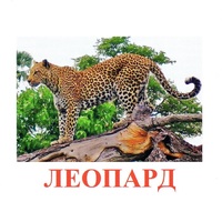 Карточки Домана "Дикие животные-2" - «globural.ru» - Сочи