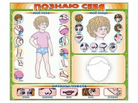 Стенд маркерный "Познаю себя" (тело, голова, органы чувств) - «globural.ru» - Сочи