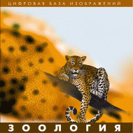 Зоология. (Цифровая база изображений) - «globural.ru» - Сочи
