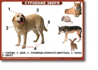 Ознакомление с окружающим миром. 1-4 класс. Комплект таблиц. Наглядные пособия для начальной школы, учебные пособия - «globural.ru» - Сочи