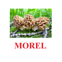 "Mushrooms" ("Грибы") английские карточки Домана - «globural.ru» - Сочи