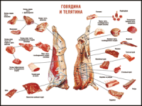 Правила разделки мясных туш "Говядина и телятина" 1000*1400 винил - «globural.ru» - Сочи
