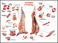 Правила разделки мясных туш "Баранина и ягнятина" 1000*1400 винил - «globural.ru» - Сочи