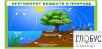 Стенд "Круговорот веществ" - «globural.ru» - Сочи