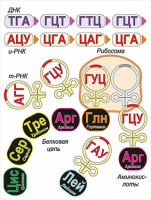 Модель-аппликация Биосинтез белка - «globural.ru» - Сочи
