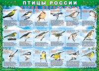 Таблица Птицы России из  4 листов в комплекте 1000*1400 винил	 - «globural.ru» - Сочи