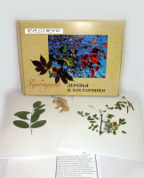 Гербарий Деревья и кустарники (20 видов) - «globural.ru» - Сочи