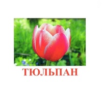 Карточки Домана "Цветы-1" - «globural.ru» - Сочи
