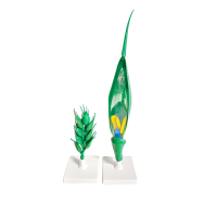 Модель "Цветок пшеницы" - «globural.ru» - Сочи