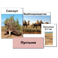 Модель-аппликация "Природные зоны России" - «globural.ru» - Сочи