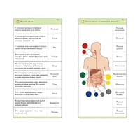 Комплект карточек (10) "Обучающий калейдоскоп. Человек" - «globural.ru» - Сочи