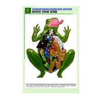 Рельефная таблица "Внутреннее строение лягушки" (формат А1, матовое ламинир.) - «globural.ru» - Сочи