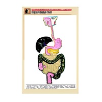 Рельефная таблица "Пищеварительный тракт" (формат А1, матовое ламинир.) - «globural.ru» - Сочи