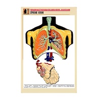 Рельефная таблица "Строение легких" (формат А1, матовое ламинир.) - «globural.ru» - Сочи