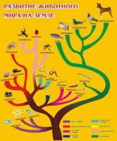 Стенд "Развитие животного мира на земле" - «globural.ru» - Сочи