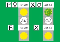 Модель-аппликация Дигибридное скрещивание. Законы Менделя. (набор из 84 карт) - «globural.ru» - Сочи