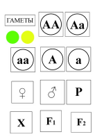 Модель-аппликация Моногибридное скрещивание и его цитологические основы - «globural.ru» - Сочи