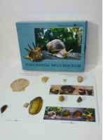Коллекция "Раковины моллюсков" (вариант 2) - «globural.ru» - Сочи