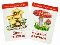 Раздаточные карточки "Грибы съедобные и не съедобные" - «globural.ru» - Сочи