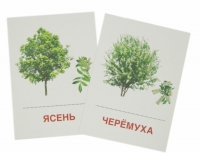 Раздаточные карточки "Деревья и кустарники" - «globural.ru» - Сочи