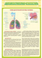 Стенд "Дыхательная система" - «globural.ru» - Сочи