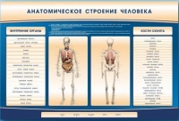 Электрифицированный стенд-тренажер c макетом скелета "Анатомическое строение человека" - «globural.ru» - Сочи