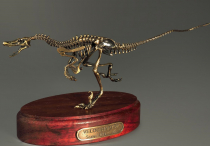 Модель скелета динозавра Velociraptor - «globural.ru» - Сочи