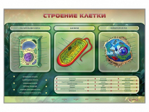 Электрифицированный стенд "Строение клетки" с маркерными полями - «globural.ru» - Сочи