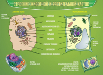 Стенд "Строение животной и растительной клеток" - «globural.ru» - Сочи